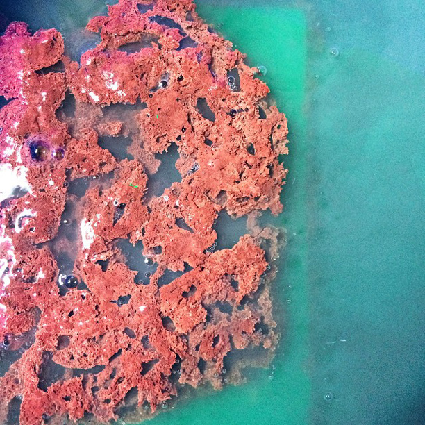 Prody badge step 9 — plate in saline sulphate etch